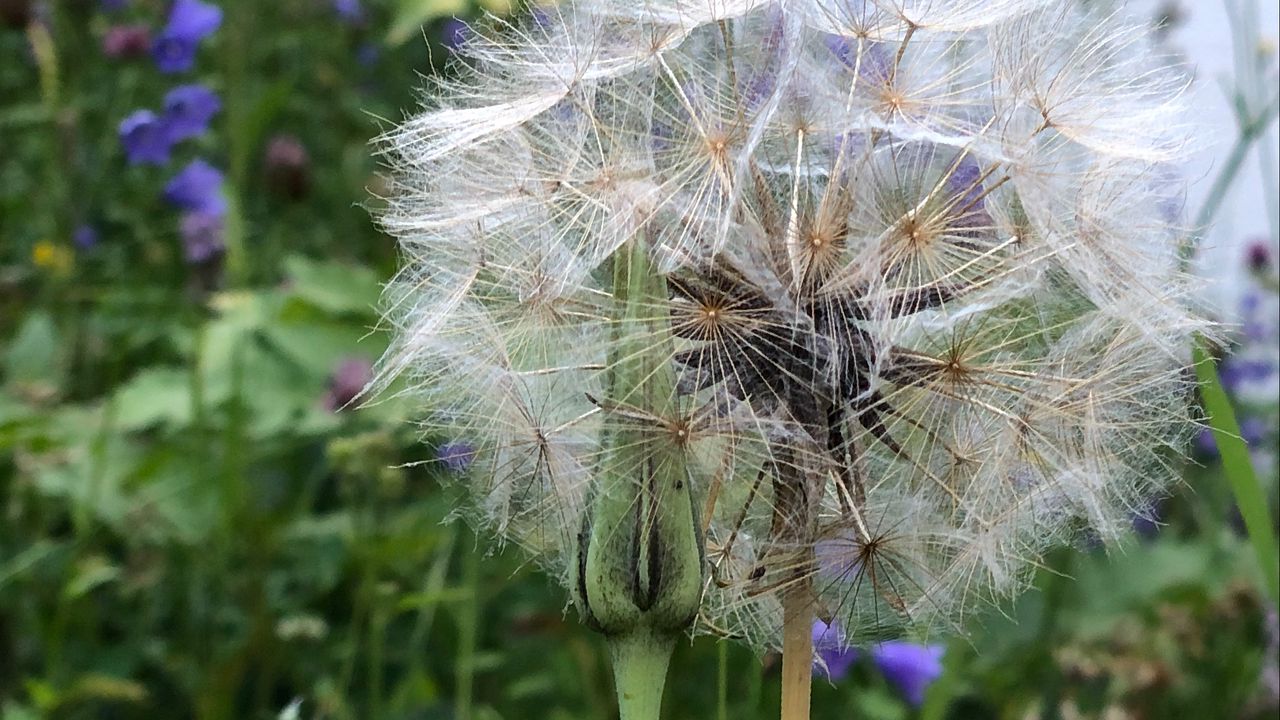 Wallpaper dandelion, flowers, fluff, bud