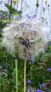 Preview wallpaper dandelion, flowers, fluff, bud