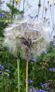 Preview wallpaper dandelion, flowers, fluff, bud