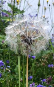 Preview wallpaper dandelion, flowers, fluff, bud