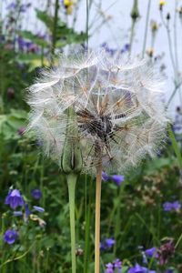 Preview wallpaper dandelion, flowers, fluff, bud