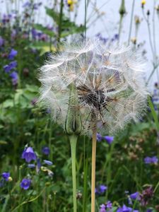 Preview wallpaper dandelion, flowers, fluff, bud