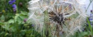 Preview wallpaper dandelion, flowers, fluff, bud