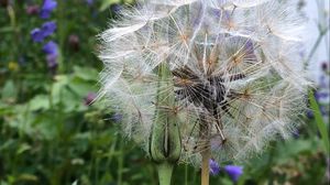 Preview wallpaper dandelion, flowers, fluff, bud