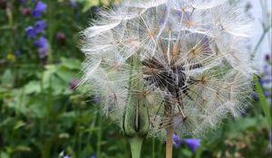 Preview wallpaper dandelion, flowers, fluff, bud