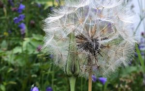 Preview wallpaper dandelion, flowers, fluff, bud