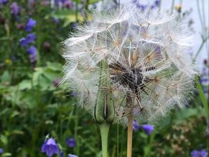 Preview wallpaper dandelion, flowers, fluff, bud