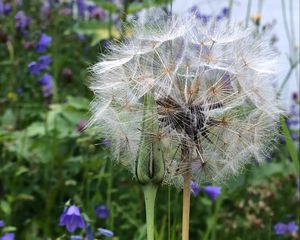 Preview wallpaper dandelion, flowers, fluff, bud