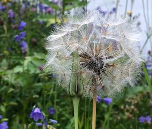 Preview wallpaper dandelion, flowers, fluff, bud