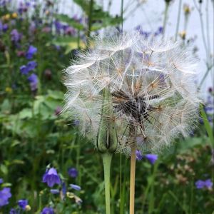 Preview wallpaper dandelion, flowers, fluff, bud