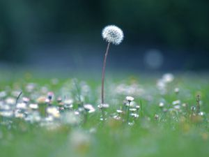 Preview wallpaper dandelion, flowers, meadow, blur