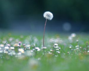 Preview wallpaper dandelion, flowers, meadow, blur