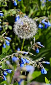 Preview wallpaper dandelion, flowers, plants, macro