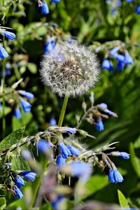 Preview wallpaper dandelion, flowers, plants, macro