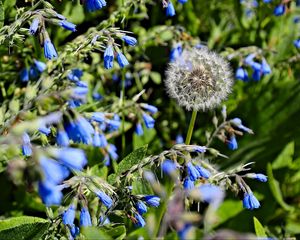 Preview wallpaper dandelion, flowers, plants, macro