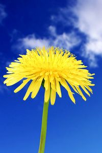 Preview wallpaper dandelion, flowers, sky, clouds, summer