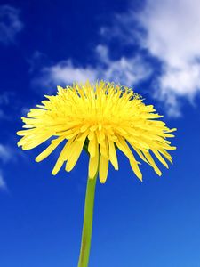 Preview wallpaper dandelion, flowers, sky, clouds, summer