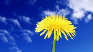 Preview wallpaper dandelion, flowers, sky, clouds, summer