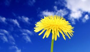 Preview wallpaper dandelion, flowers, sky, clouds, summer