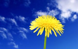 Preview wallpaper dandelion, flowers, sky, clouds, summer