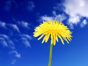 Preview wallpaper dandelion, flowers, sky, clouds, summer