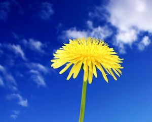 Preview wallpaper dandelion, flowers, sky, clouds, summer