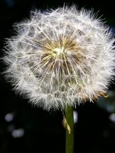 Preview wallpaper dandelion, fluff, black, white, stem