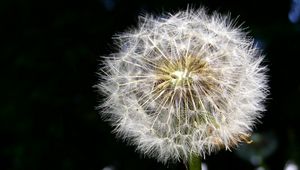 Preview wallpaper dandelion, fluff, black, white, stem