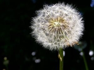 Preview wallpaper dandelion, fluff, black, white, stem