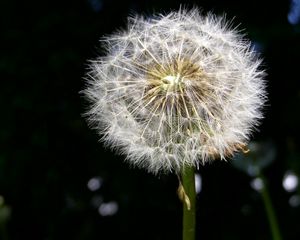 Preview wallpaper dandelion, fluff, black, white, stem