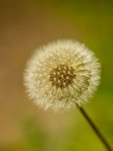 Preview wallpaper dandelion, fluff, blur, flower