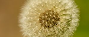 Preview wallpaper dandelion, fluff, blur, flower