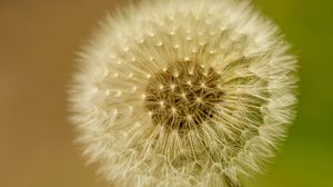 Preview wallpaper dandelion, fluff, blur, flower