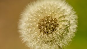 Preview wallpaper dandelion, fluff, blur, flower