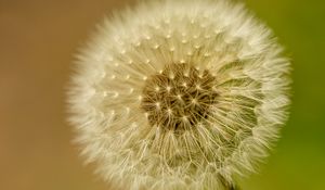 Preview wallpaper dandelion, fluff, blur, flower