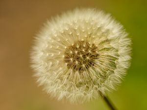 Preview wallpaper dandelion, fluff, blur, flower