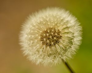 Preview wallpaper dandelion, fluff, blur, flower