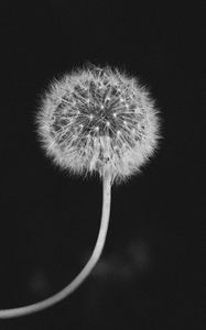 Preview wallpaper dandelion, fluff, bw