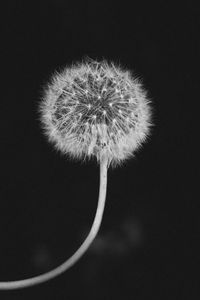 Preview wallpaper dandelion, fluff, bw