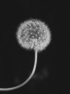 Preview wallpaper dandelion, fluff, bw