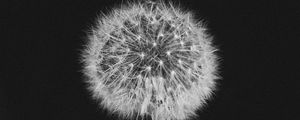 Preview wallpaper dandelion, fluff, bw