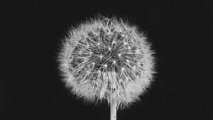 Preview wallpaper dandelion, fluff, bw