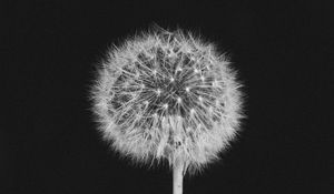 Preview wallpaper dandelion, fluff, bw