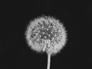 Preview wallpaper dandelion, fluff, bw