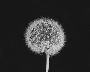 Preview wallpaper dandelion, fluff, bw