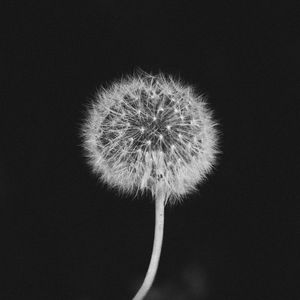 Preview wallpaper dandelion, fluff, bw