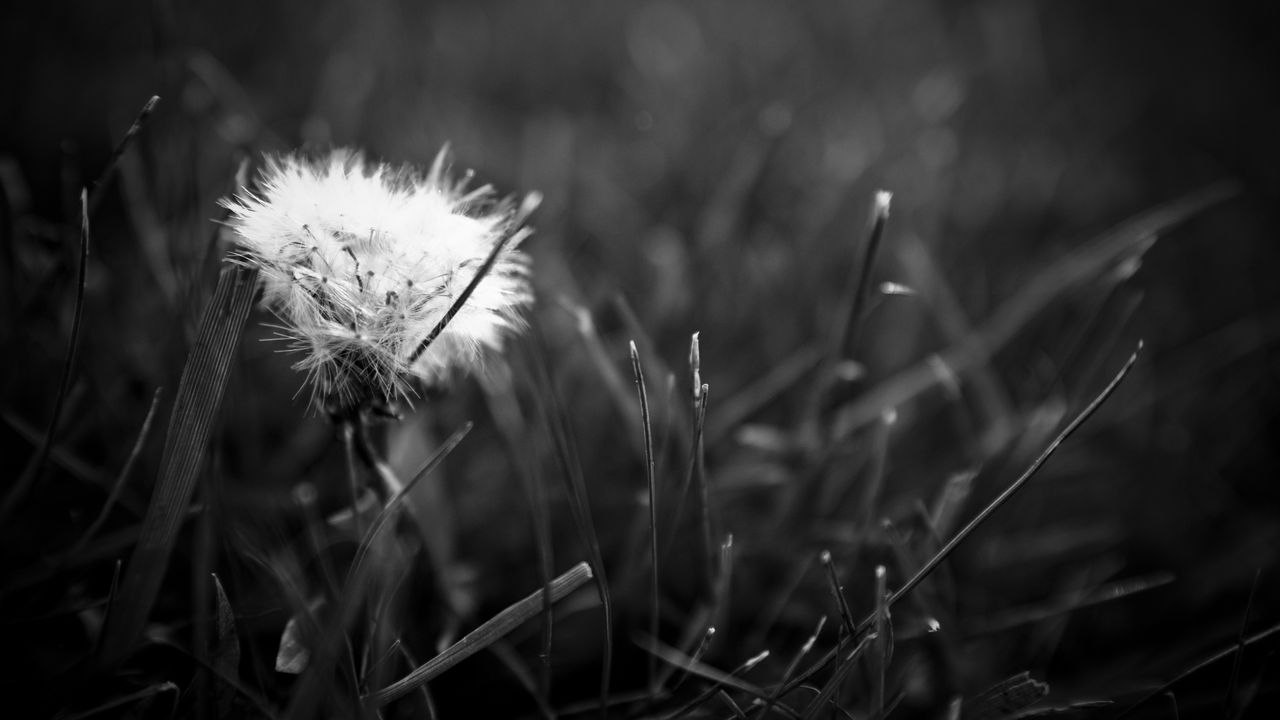 Wallpaper dandelion, fluff, bw, grass, close-up, dark