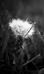 Preview wallpaper dandelion, fluff, bw, grass, close-up, dark