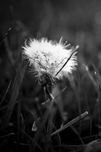 Preview wallpaper dandelion, fluff, bw, grass, close-up, dark