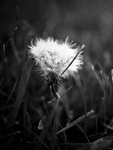 Preview wallpaper dandelion, fluff, bw, grass, close-up, dark